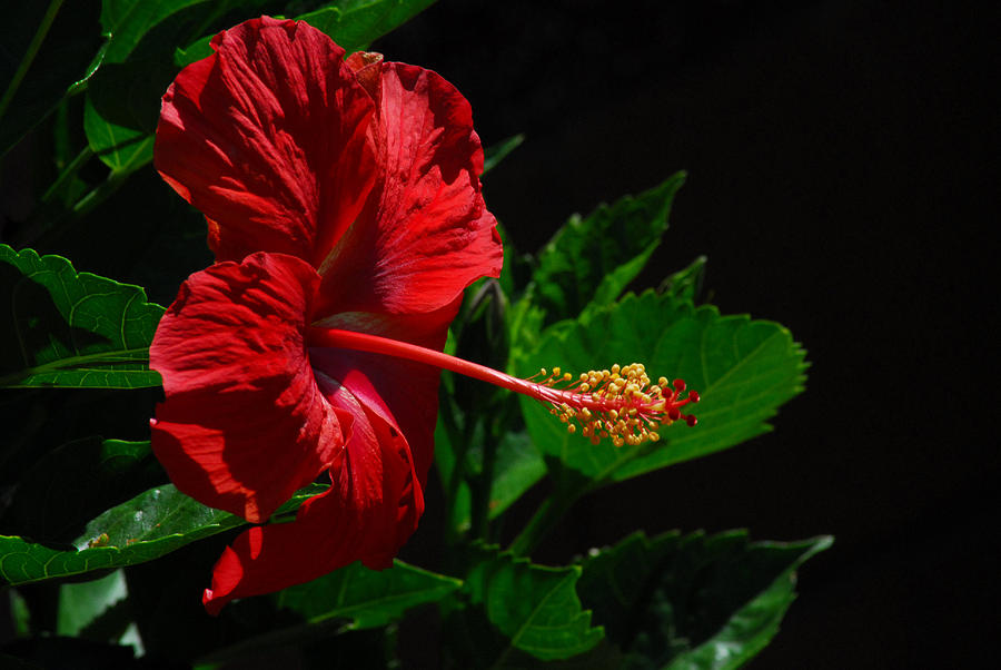 Dramatic Red Hibiscus Photograph by Lynn Bauer