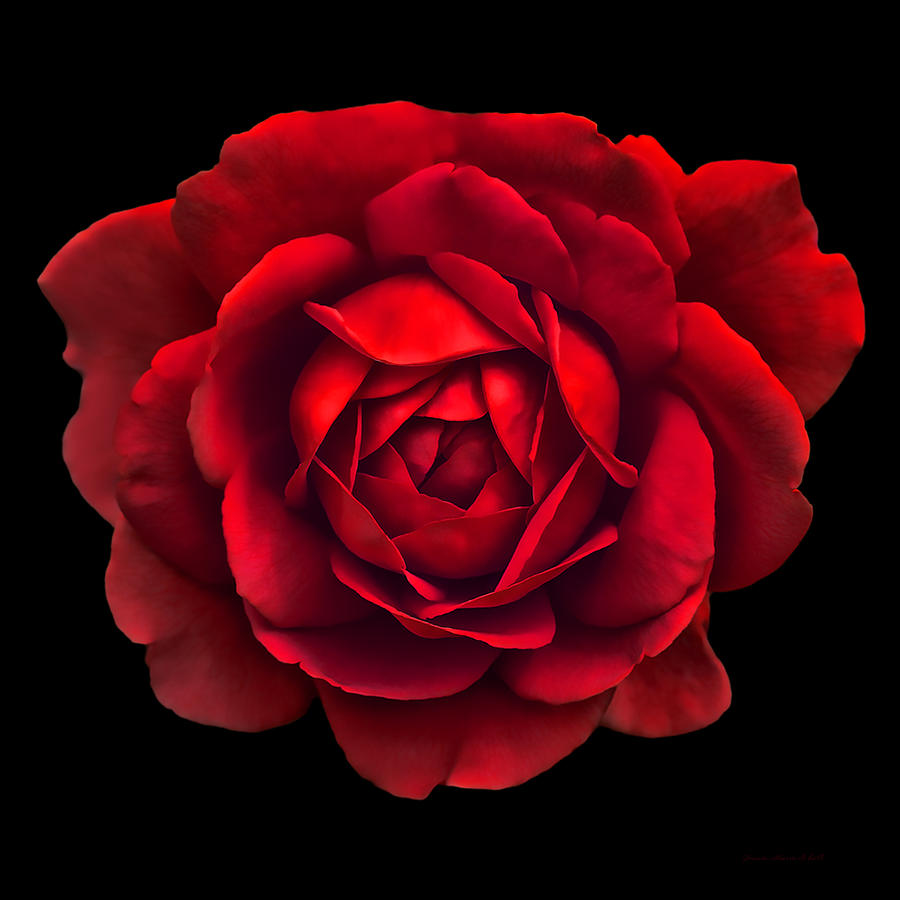 Dramatic Red Rose Portrait Photograph by Jennie Marie Schell
