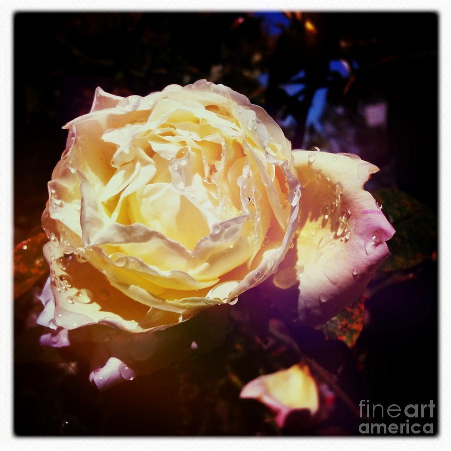 Dramatic Rose Photograph by Denise Railey