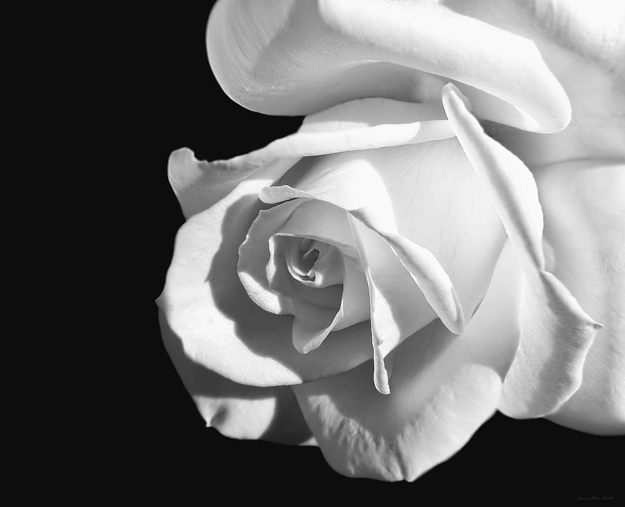 Black And White Photograph - Dramatic Rose Flower Black and White by Jennie Marie Schell