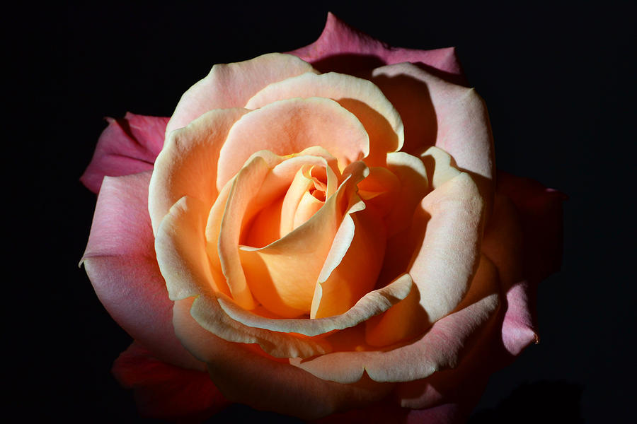 Dramatic Rose. Photograph by Terence Davis
