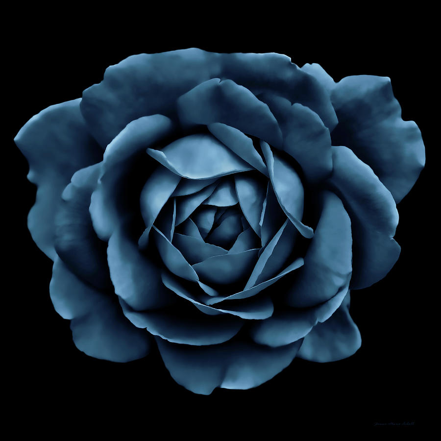Dramatic Steel Blue Rose Portrait Photograph by Jennie Marie Schell