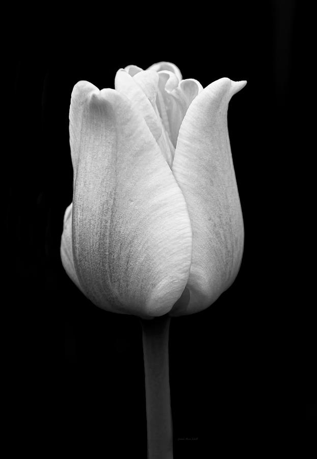 Dramatic Tulip Flower Black and White Photograph by Jennie Marie Schell
