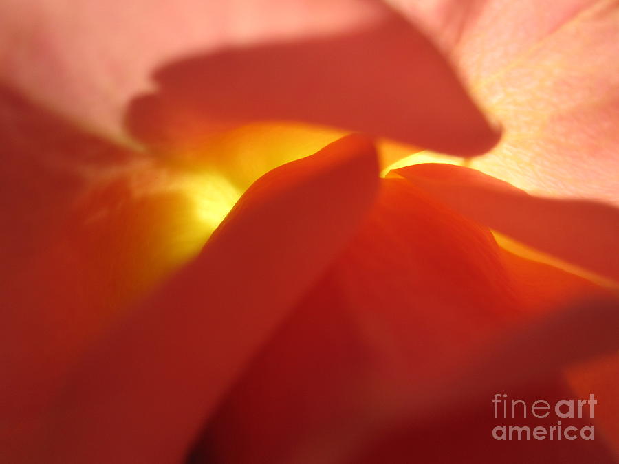 Glowing Orange Rose 2 Photograph by Tara  Shalton