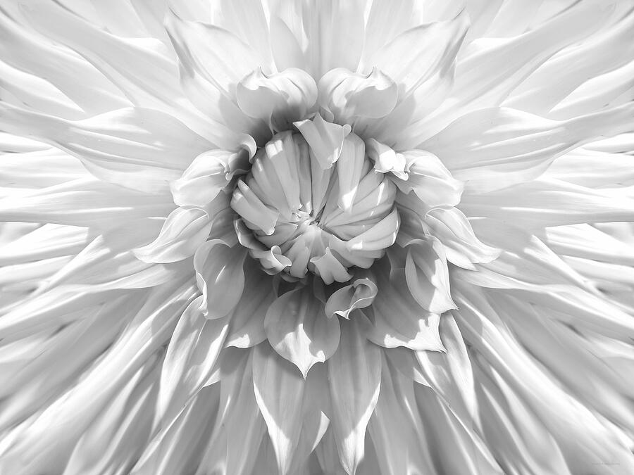 Dramatic White Dahlia Flower Monochrome Photograph by Jennie Marie ...