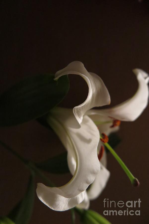 Dramatic White Lily Photograph by Tara  Shalton