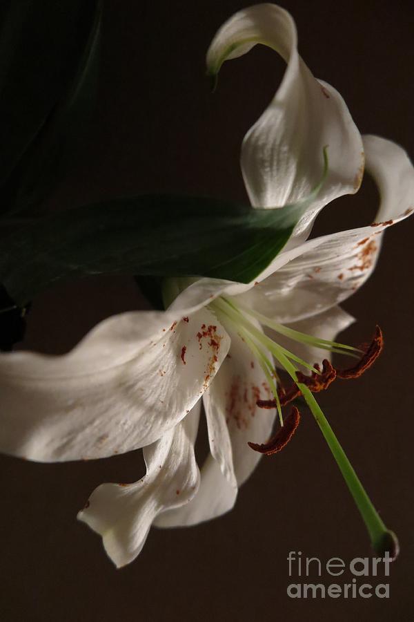 Dramatic White Lily2 Photograph by Tara  Shalton
