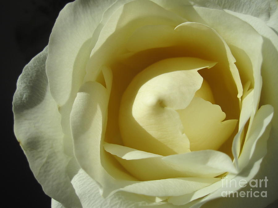Dramatic White Rose 3 Photograph by Tara  Shalton