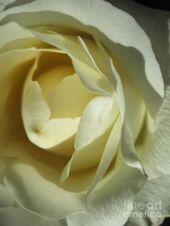 Dramatic White Rose 4 Photograph by Tara  Shalton
