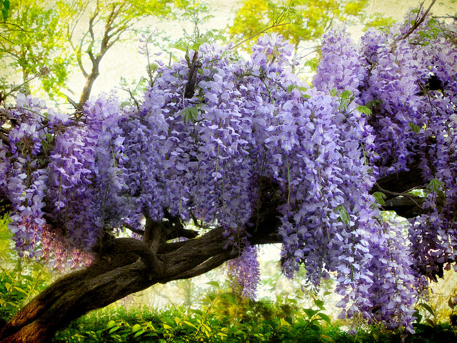 Draping Wisteria Photograph by Jessica Jenney