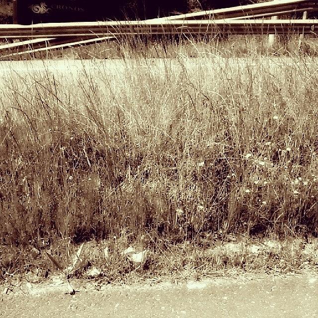 Nature Photograph - Draw? ,photo?  #grass #road #black by Cristian Alvarez Martinez