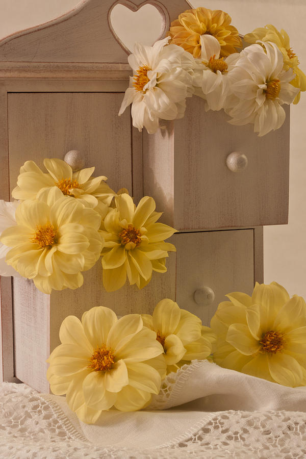Drawers Of Dahlias Photograph by Sandra Foster