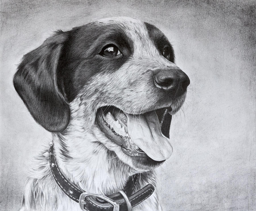 Dog Drawing - Drawing of a Puppy by Karen Broemmelsick