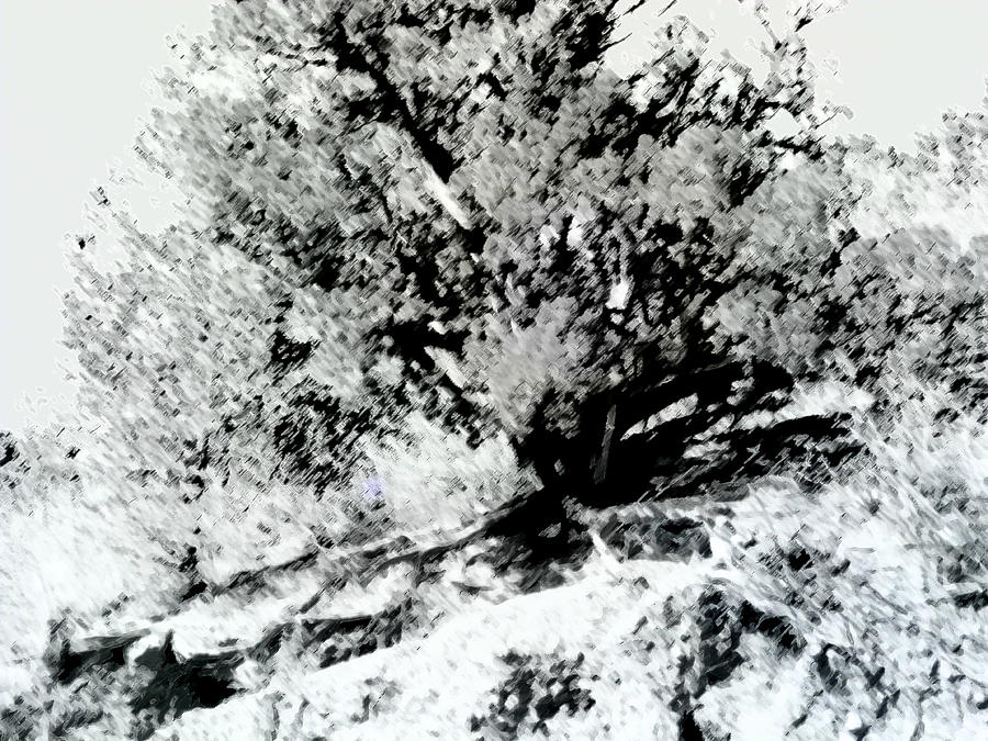 Drawing of a Tree by a Camera Photograph by Lenore Senior