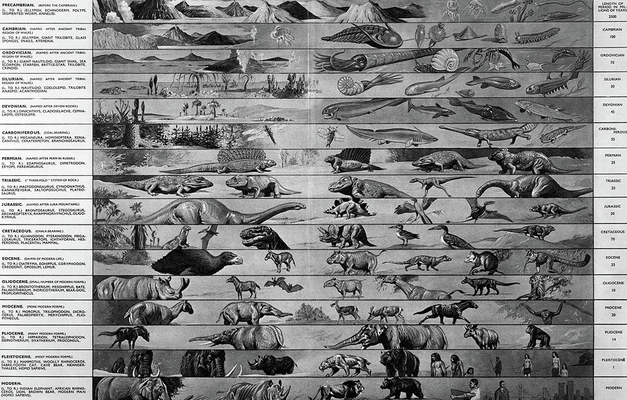 Drawing Of Time Line Of Evolution Photograph by Animal Images - Fine ...