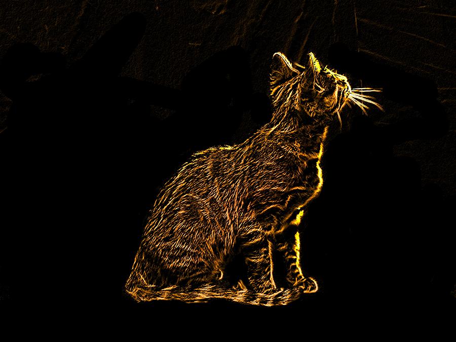Cat Digital Art - Drawn in Gold by Alicia McNally