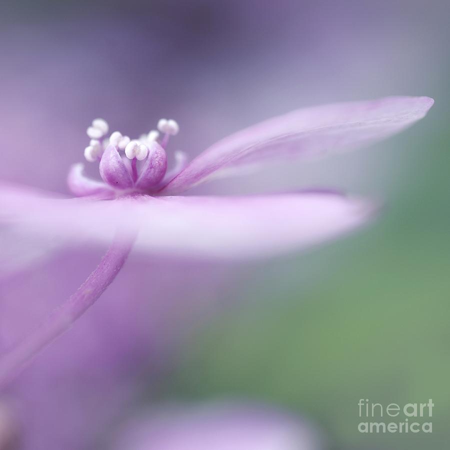 Flower Photograph - Dream A Little Dream by Priska Wettstein