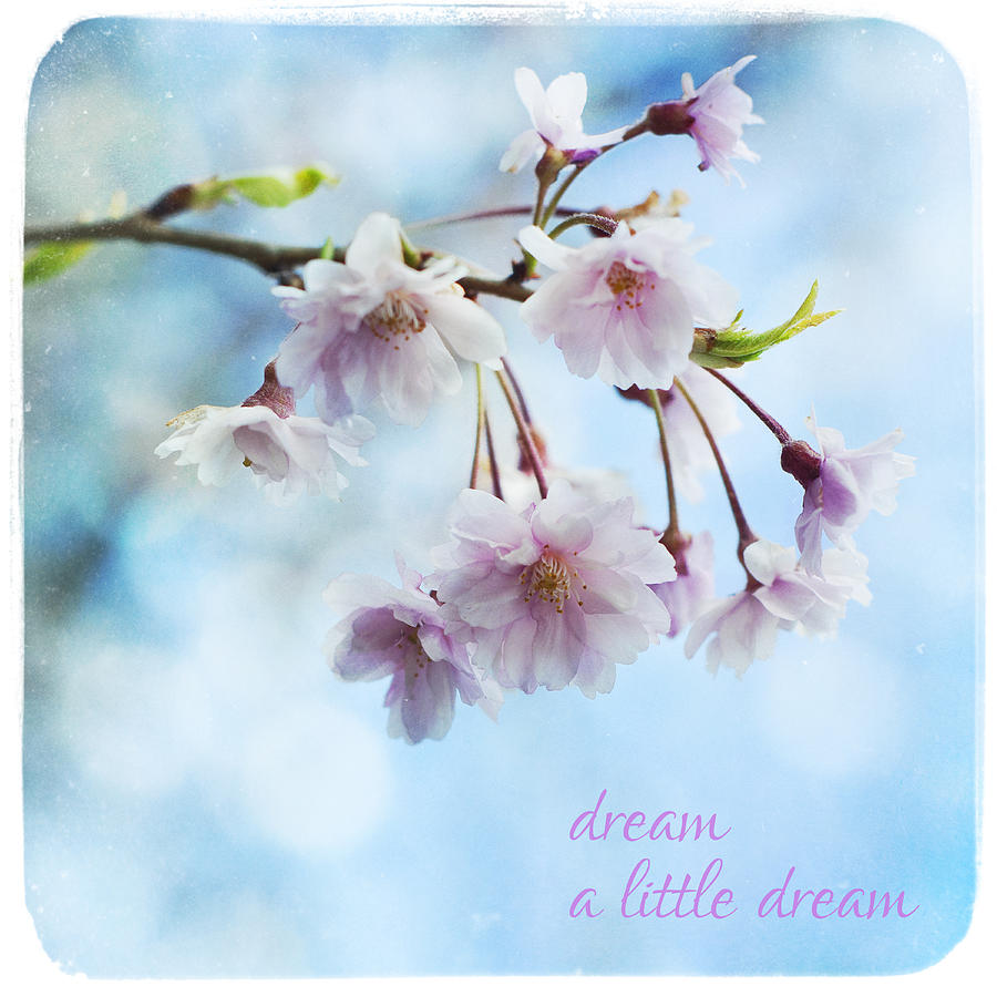 Dream a Little Dream Photograph by Tammy Wetzel