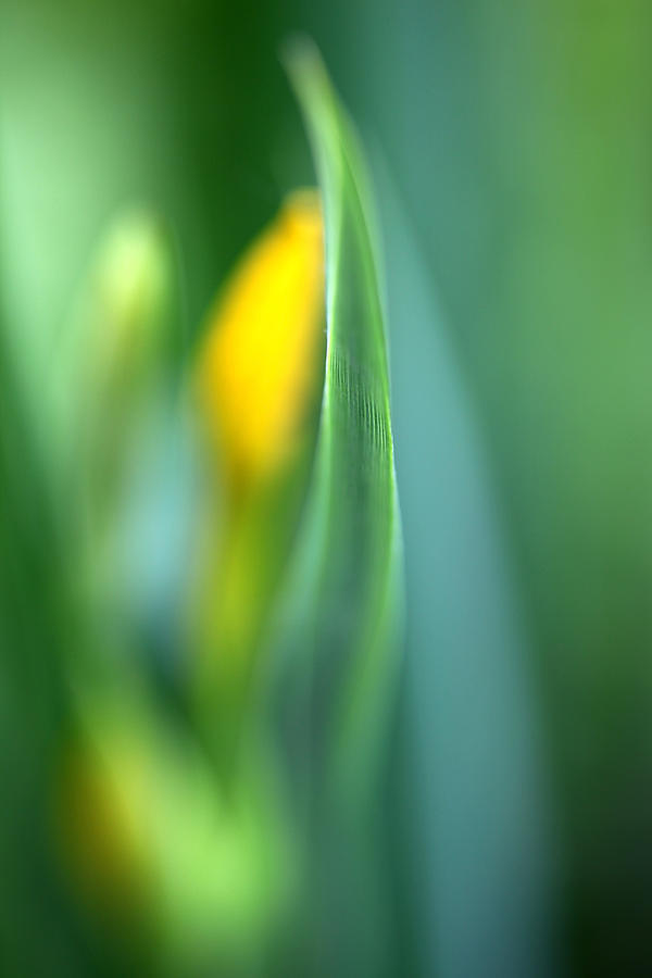 Iris Photograph - Dream by Annie Snel Iris Photograph - Dream by Annie Snel