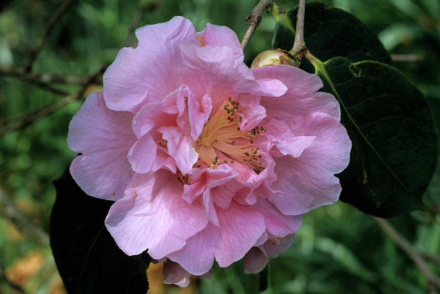 Dream Castle Camellia Flower Photograph by Adrian Thomas/science Photo Library