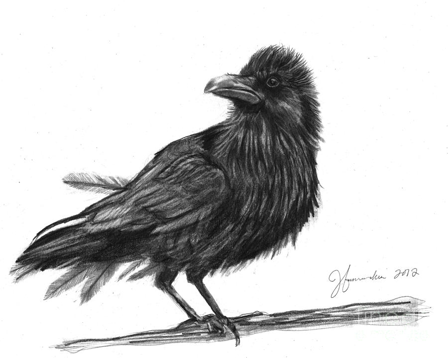 Dream Crow Drawing by J Ferwerda