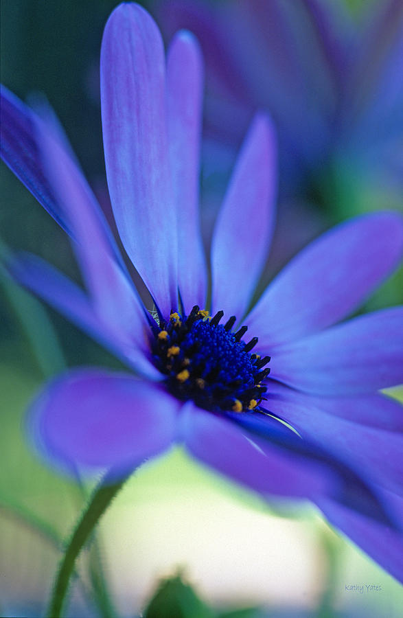 Flower Photograph - Dream Daisy by Kathy Yates