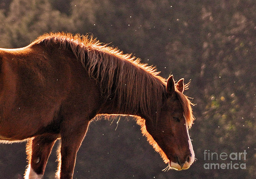 Horse Photograph - Dream Drops by Lydia Holly