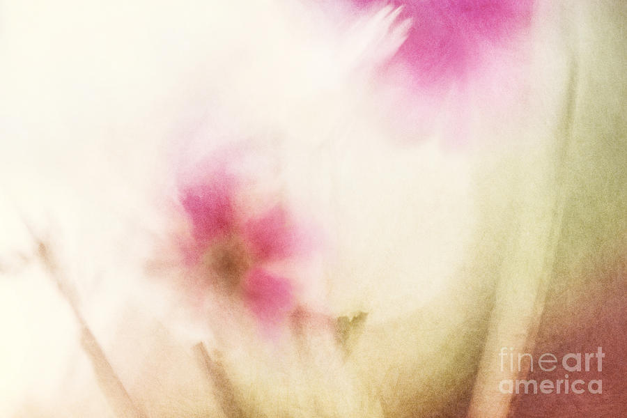 Flower Photograph - Dream Flower Abstract 1 of 2 by Natalie Kinnear