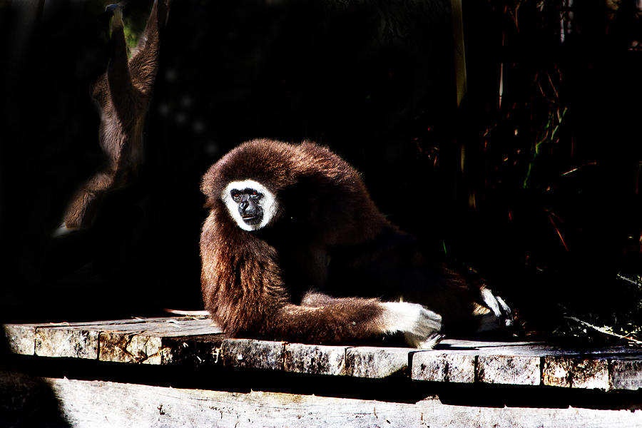 Animal Photograph - Dream Gibbon Dream by Miroslava Jurcik