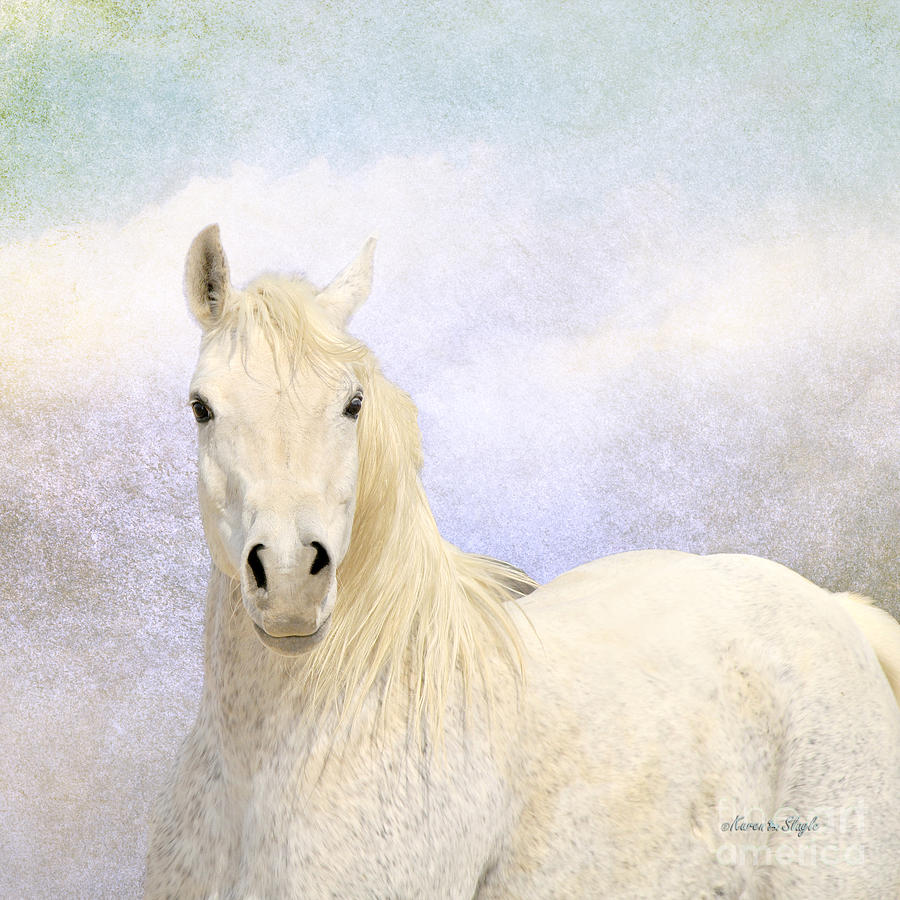Dream Horse Photograph by Karen Slagle