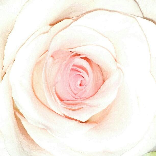 Flower Photograph - Dream In Delicate Pink by Jacqueline Schreiber