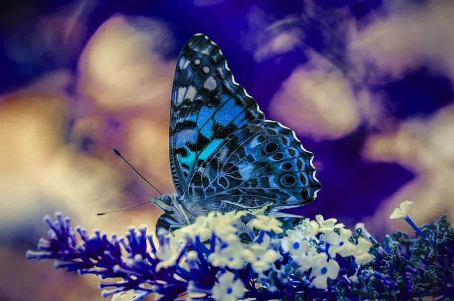 Dream land butterfly Photograph by Gerald Kloss