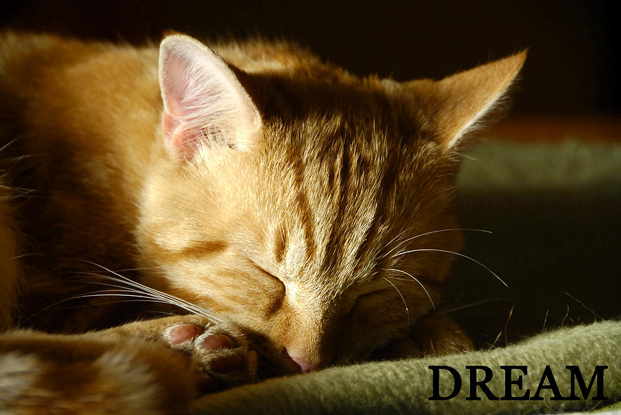 Inspirational Photograph - Dream like a cat by David Lee Thompson