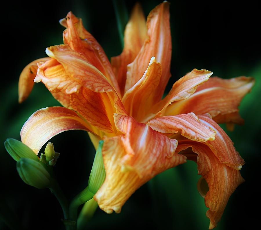 Dream Lily Photograph by Bruce Bley