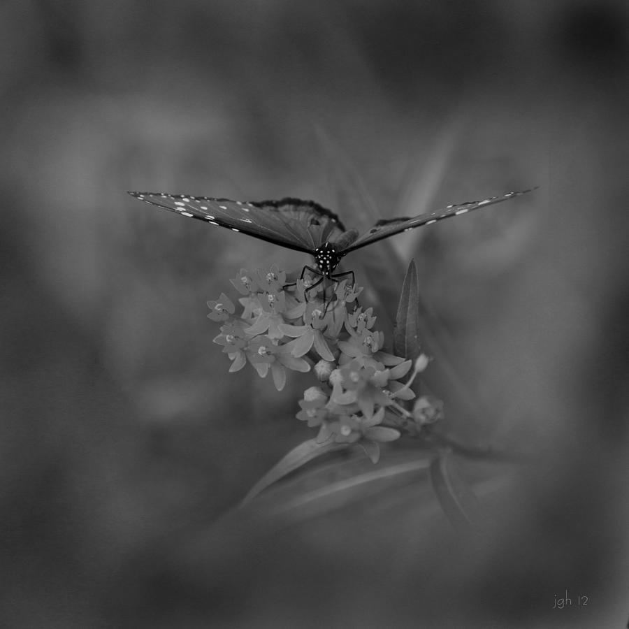 Butterfly Photograph - Dream Maker by Joseph G Holland