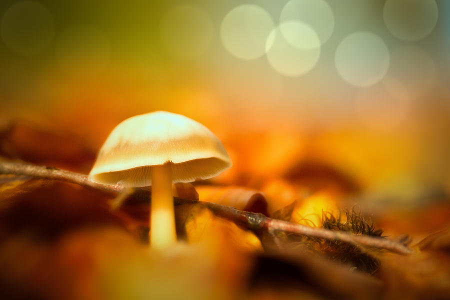 Dream Mushroom Photograph by Dirk Ercken