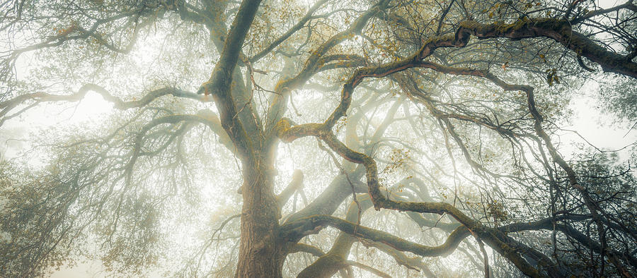 Dream Oak Photograph by Alexander Kunz