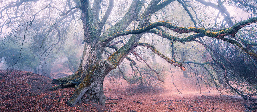 Dream Oak II color 2 Photograph by Alexander Kunz