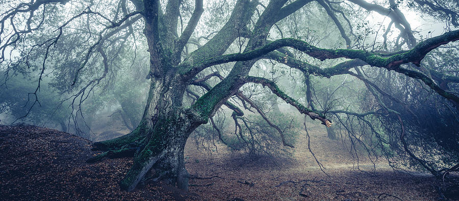 Tree Photograph - Dream Oak II color 3 by Alexander Kunz