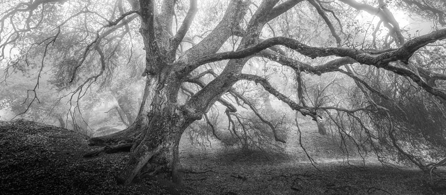 Dream Oak II mono Photograph by Alexander Kunz