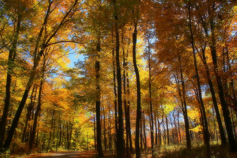 Dream Of Autumn Colors Photograph by Rosanne Jordan