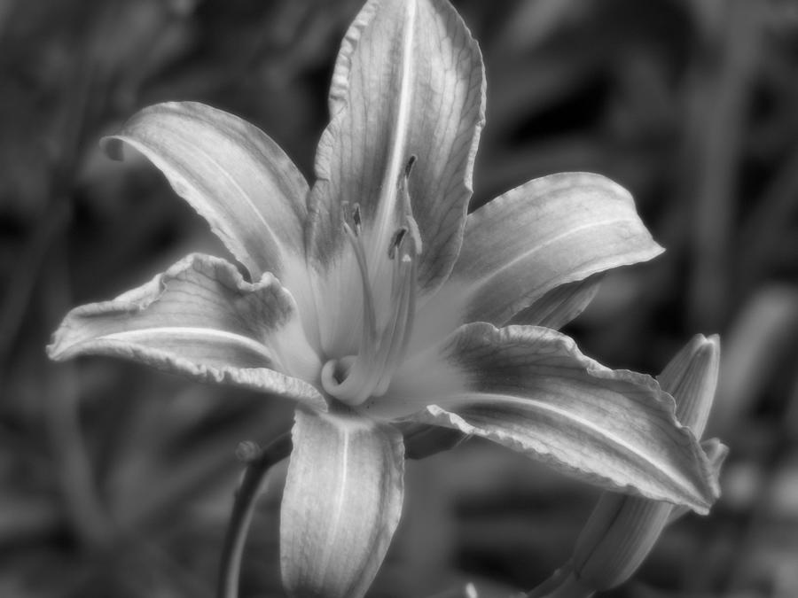 Dream of Lily Photograph by Lisa Blake