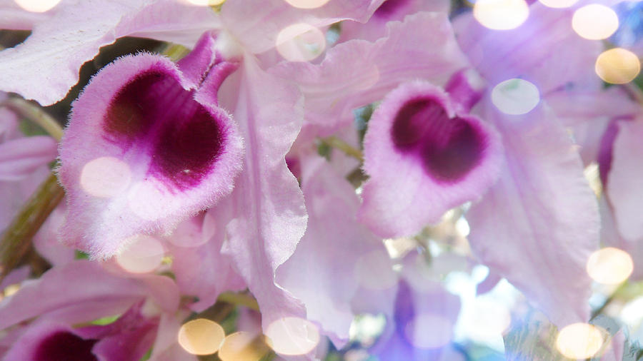 Dream of Orchids Photograph by Xueyin Chen