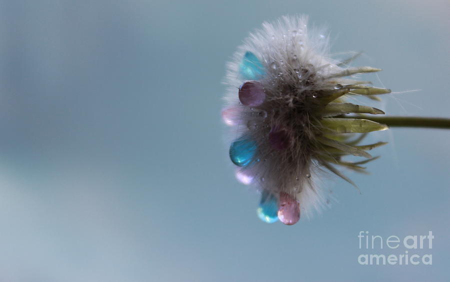 Abstract Photograph - Dream Of the Dandelion by Krissy Katsimbras