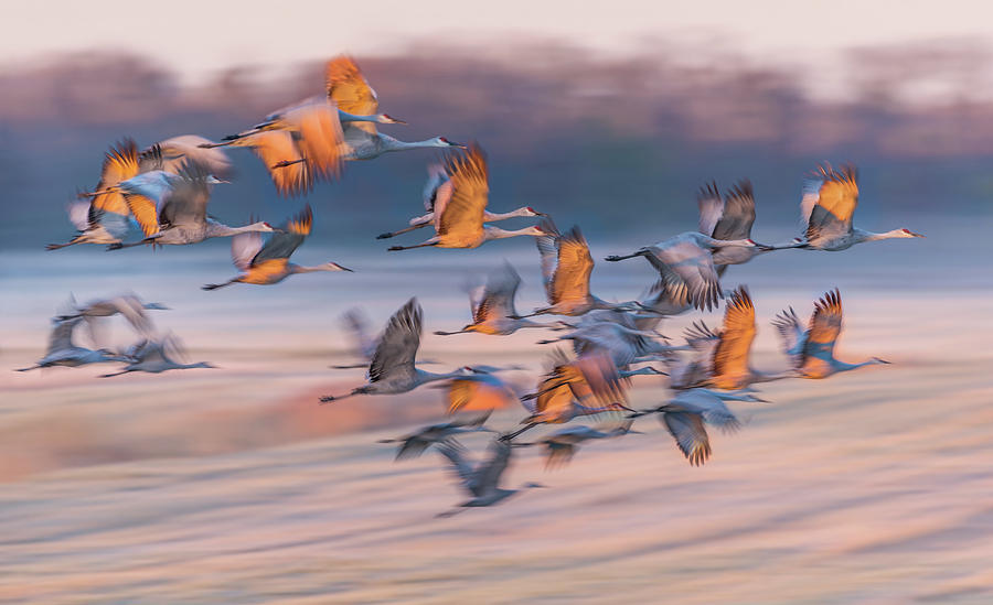 Bird Photograph - Dream Of The South by Kevin Wang