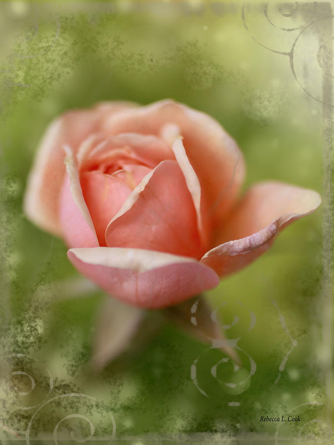 Dream Rose Photograph by Bellesouth Studio