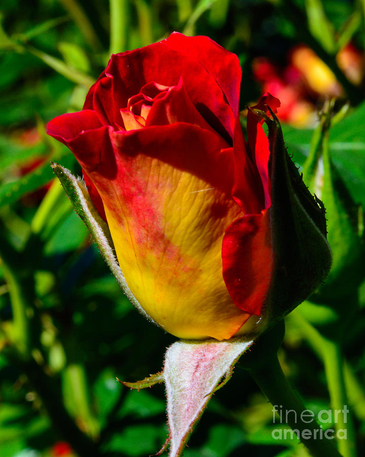 Dream Sickle Rose Photograph by Tikvahs Hope