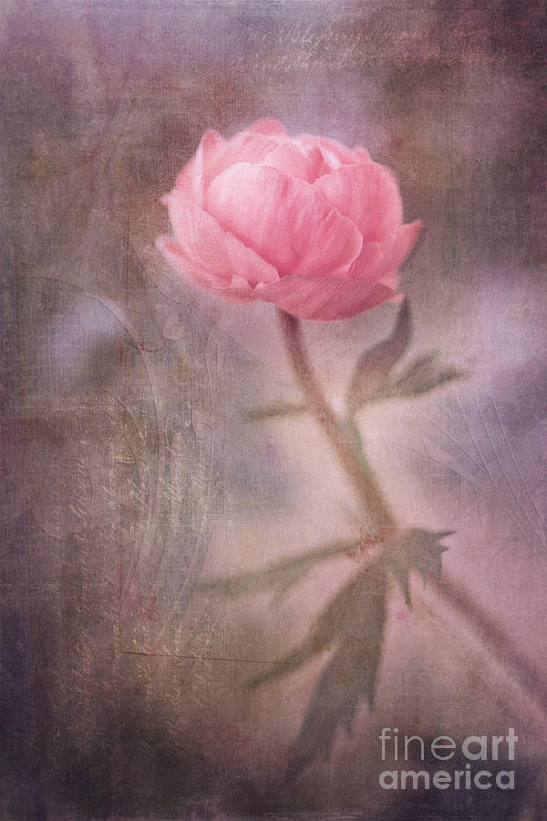 Flower Photograph - Dream-struck by Priska Wettstein