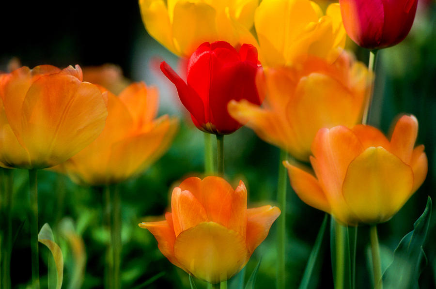 Dream Tulips Photograph by Michael Hubley