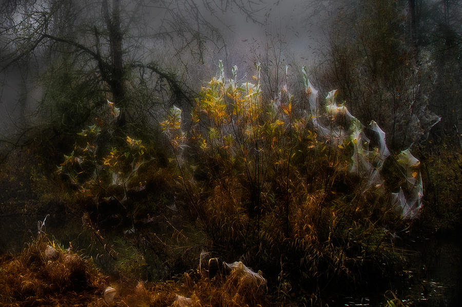 Nature Photograph - Dream Weavers by Larry Goss